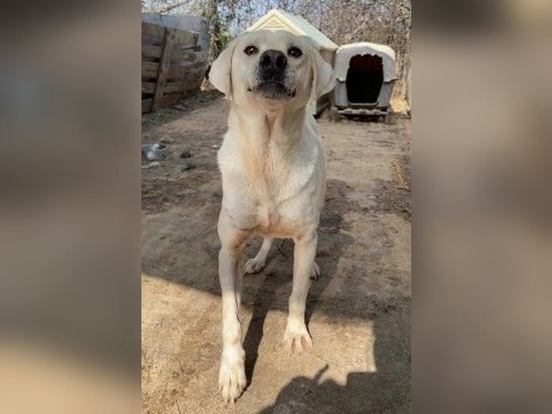 Schüchterner Emir sucht sein Glück