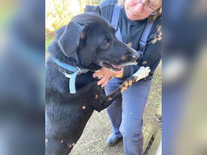 Sanfte Remy - liebt die Menschen