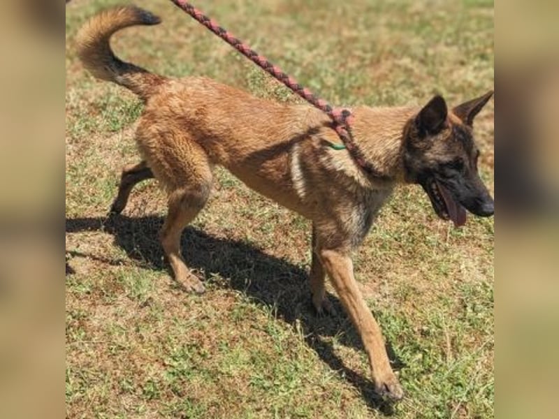 Zorro - menschenbezogener Mini-Schäferhund