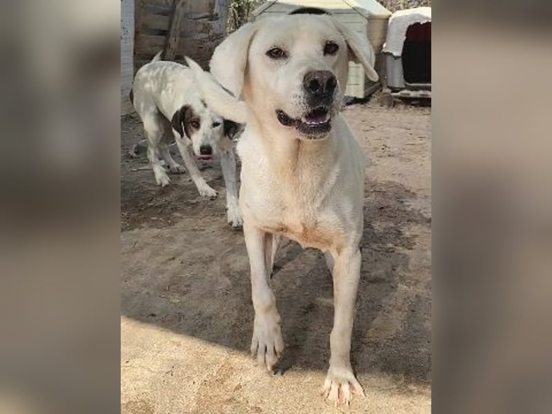 Schüchterner Emir sucht sein Glück