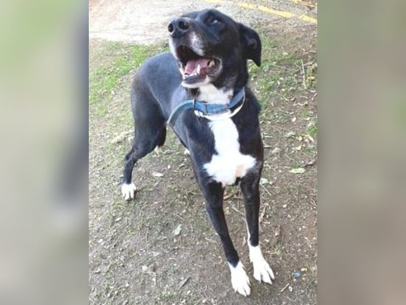 Sanfte Remy - liebt die Menschen