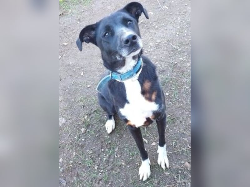 Sanfte Remy - liebt die Menschen