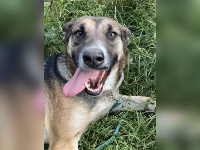 Malena - ein Herz auf vier Pfoten sucht ein Zuhause