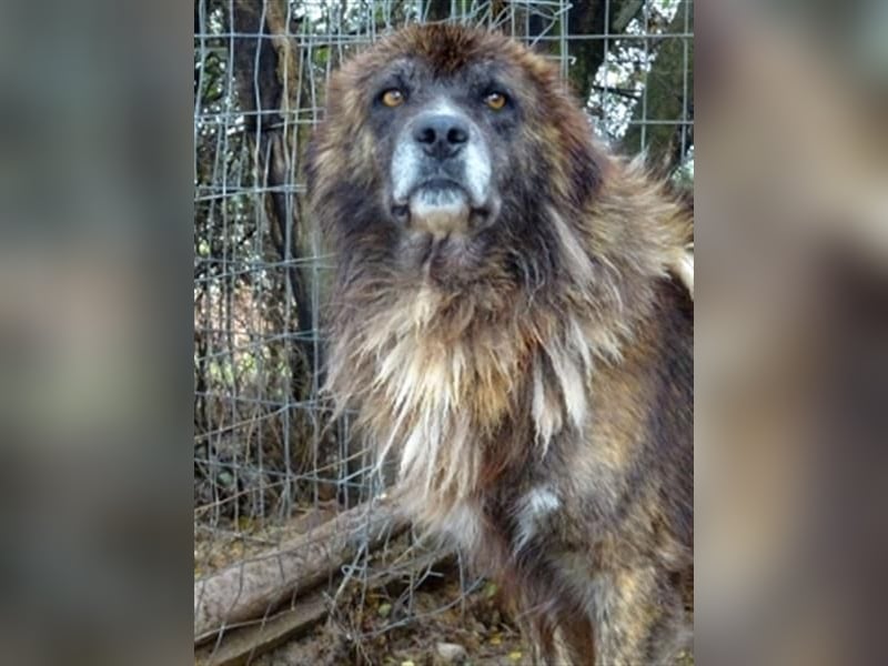 zurückhaltender Jovan mit bernsteinfarbenen Augen sucht ländliches Zuhause