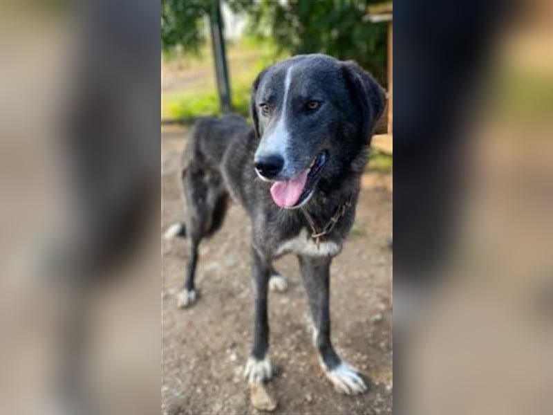 Vital - eine sanfte Seele wartet auf sein Glück