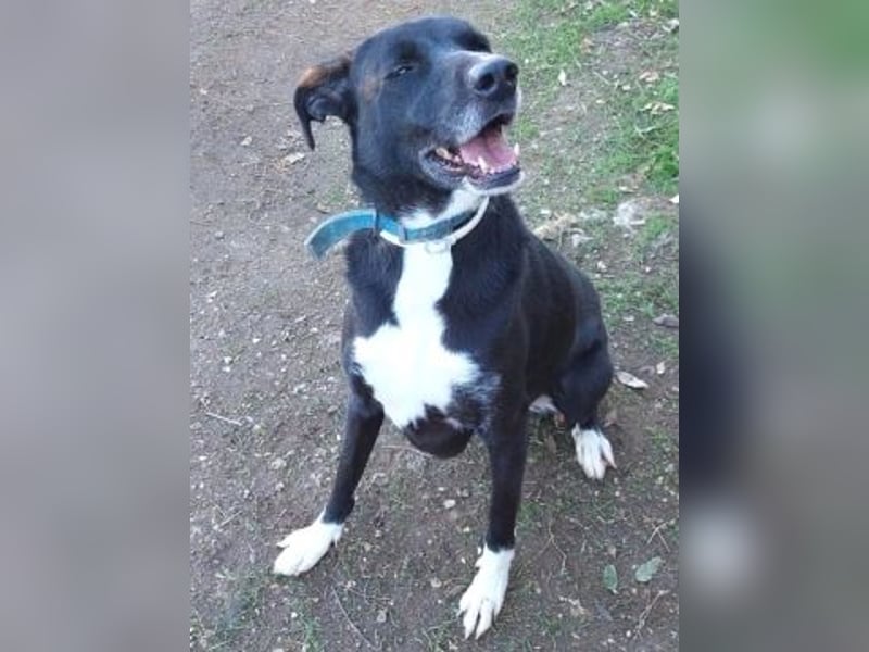 Sanfte Remy - liebt die Menschen