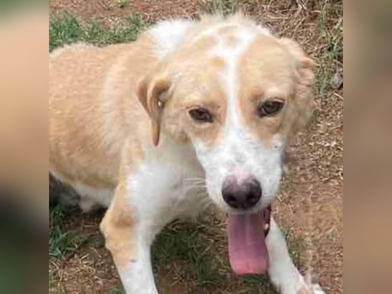 Freundlicher Frankie sucht seine Familie