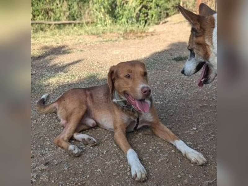 Nello - kleiner Kämpfer mit großem Herz sucht sein Glück