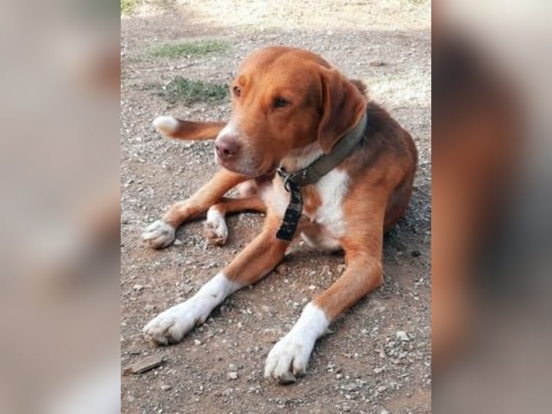 Nello - kleiner Kämpfer mit großem Herz sucht sein Glück