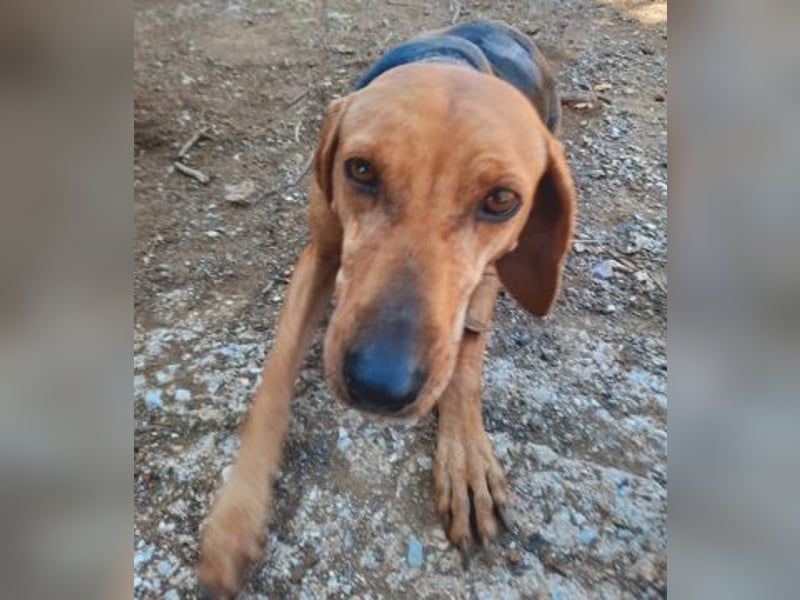 Sanfte Ada - sehr verträgliche Hündin