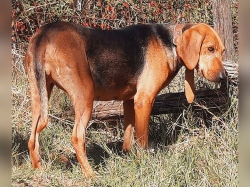 Sanfte Ada - sehr verträgliche Hündin