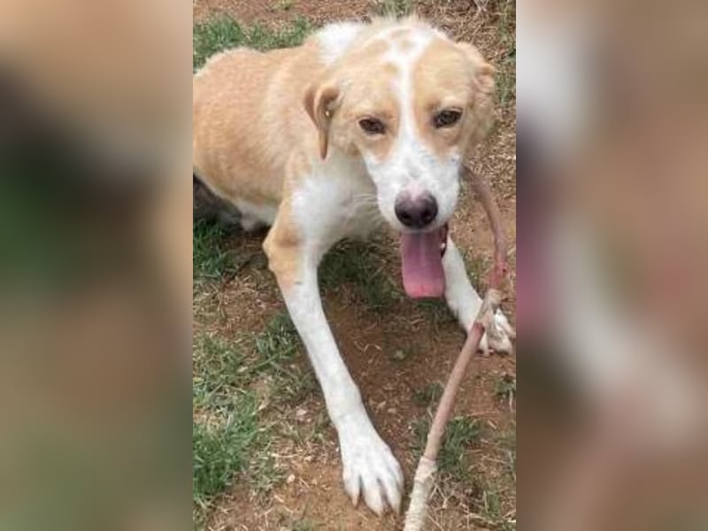 Freundlicher Frankie sucht seine Familie