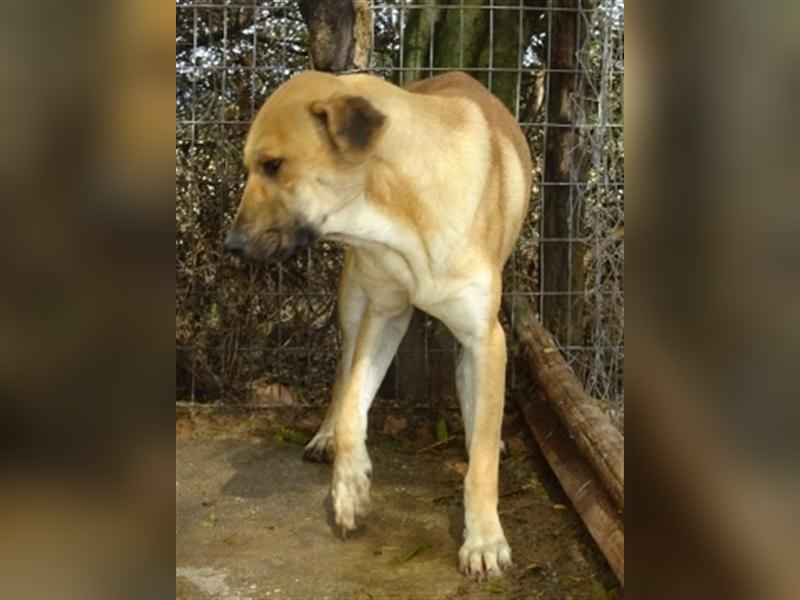 Zurückhaltender Erny sucht Familienanschluss