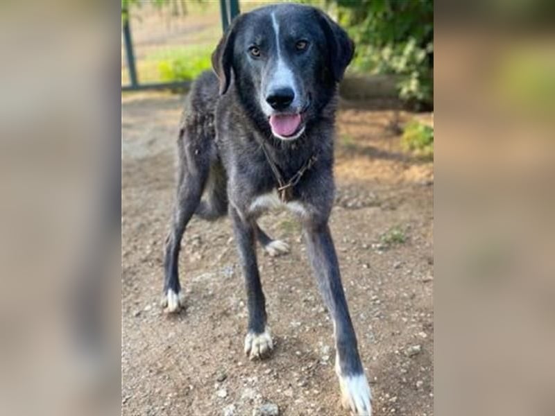 Vital - eine sanfte Seele wartet auf sein Glück