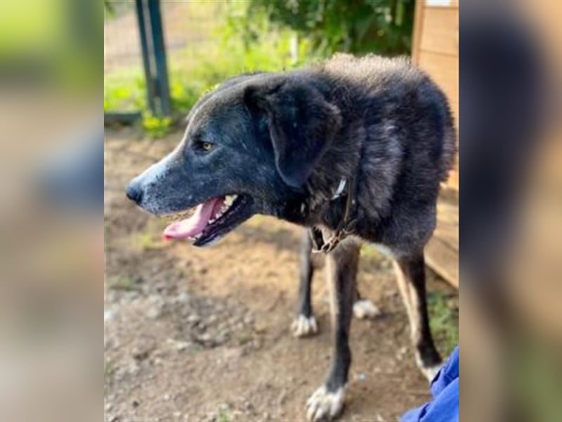 Vital - eine sanfte Seele wartet auf sein Glück