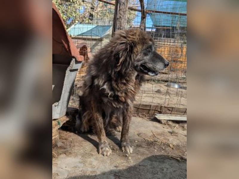 zurückhaltender Jovan mit bernsteinfarbenen Augen sucht ländliches Zuhause