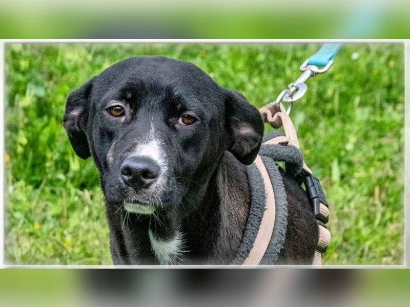 Beatriz - eine sanfte junge Hündin Beatriz - eine sanfte junge Hündin