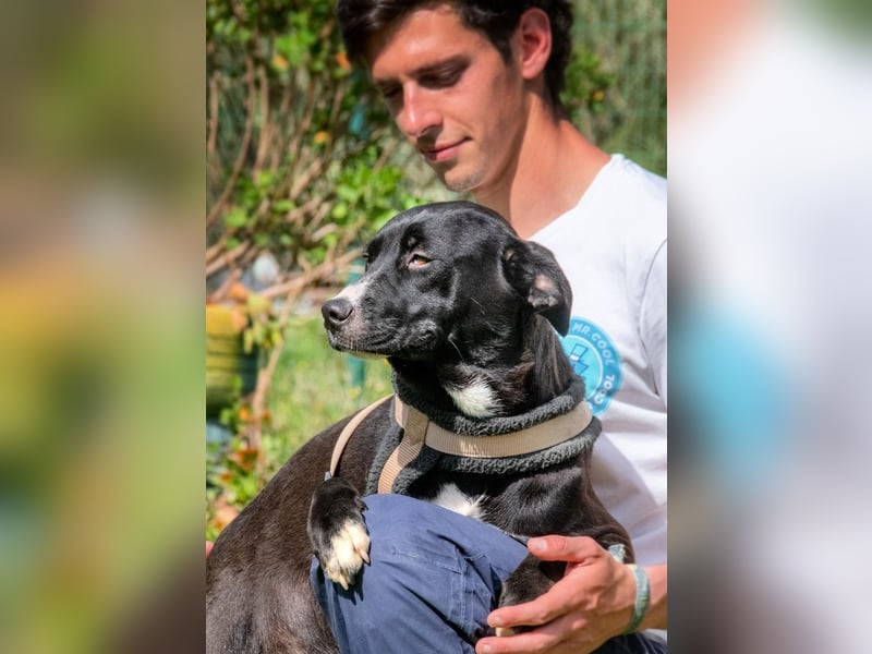 Beatriz - eine sanfte junge Hündin Beatriz - eine sanfte junge Hündin