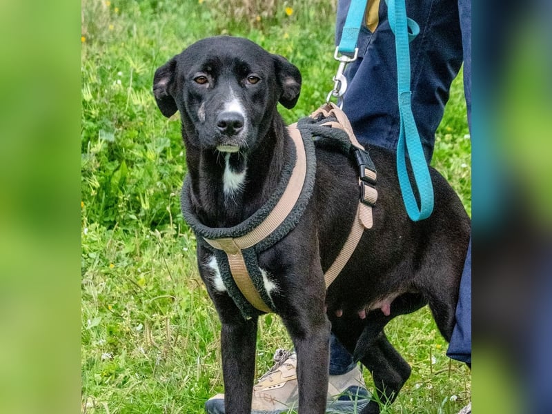 Beatriz - eine sanfte junge Hündin