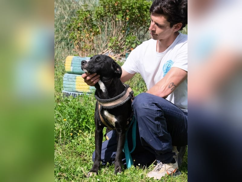 Beatriz - eine sanfte junge Hündin