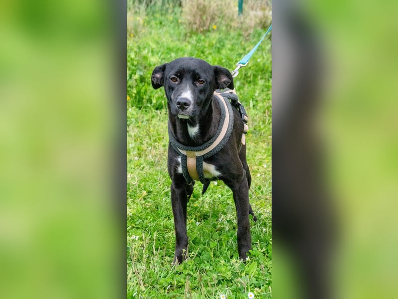 Beatriz - eine sanfte junge Hündin