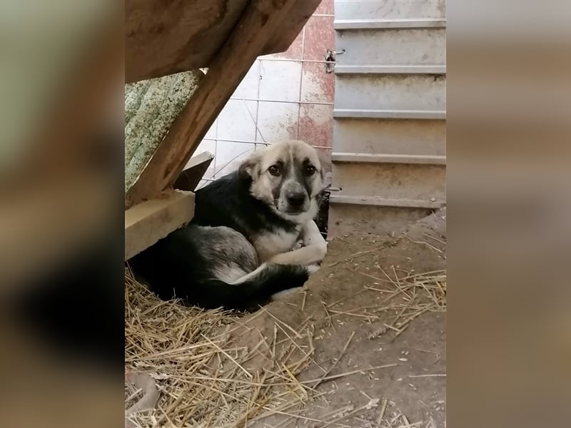 Unser Benni sucht seine Menschen❤
