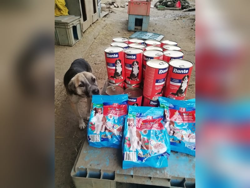 Unser Benni sucht seine Menschen❤