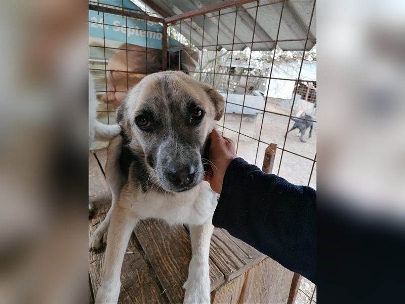 Unser Benni sucht seine Menschen❤