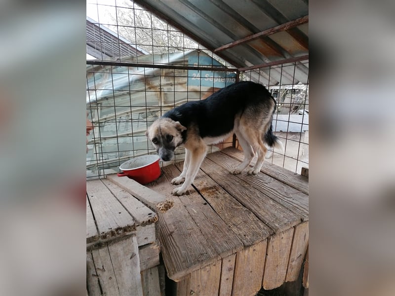 Unser Benni sucht seine Menschen❤