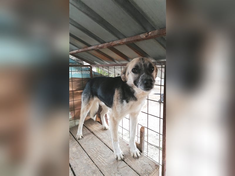 Unser Benni sucht seine Menschen❤