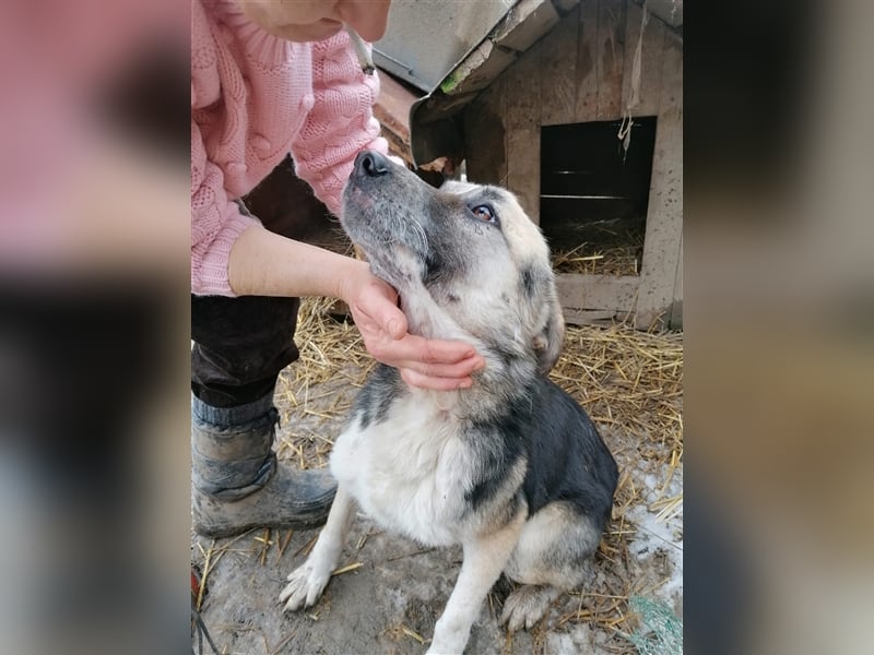 Unser Benni sucht seine Menschen❤