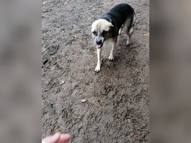 Unser Benni sucht seine Menschen❤