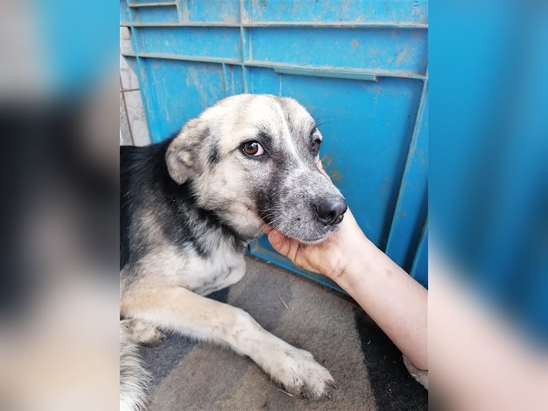 Unser Benni sucht seine Menschen❤