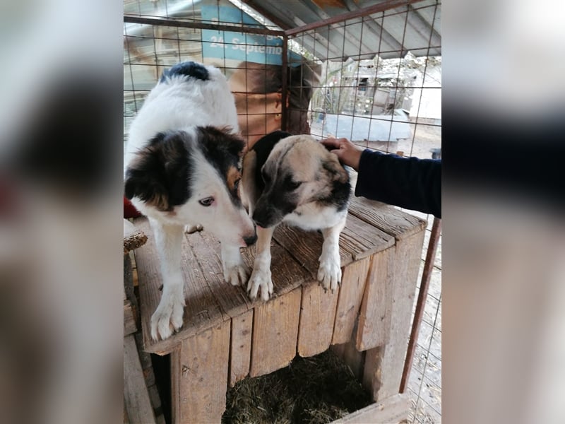 Unser Benni sucht seine Menschen❤