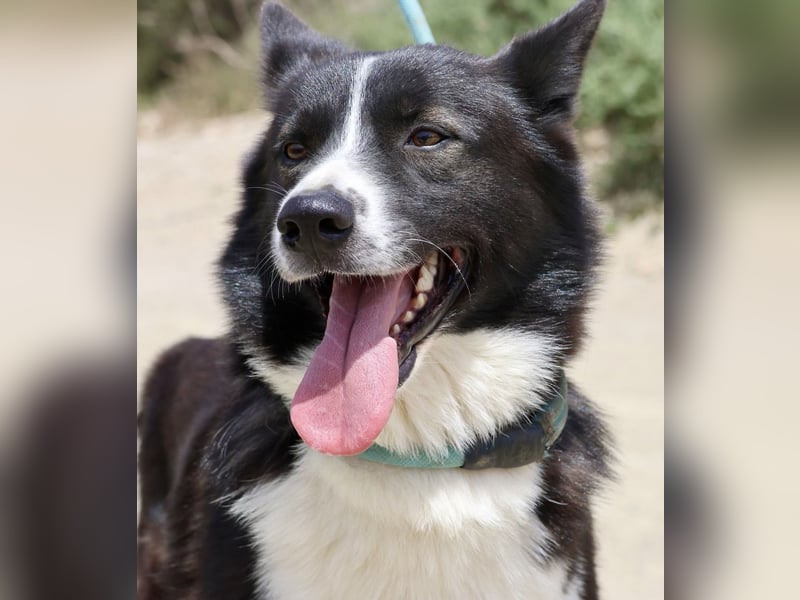 Samy - kinderfreundlich, neugierig und lernfreudig Samy - kinderfreundlich, neugierig und lernfreudig