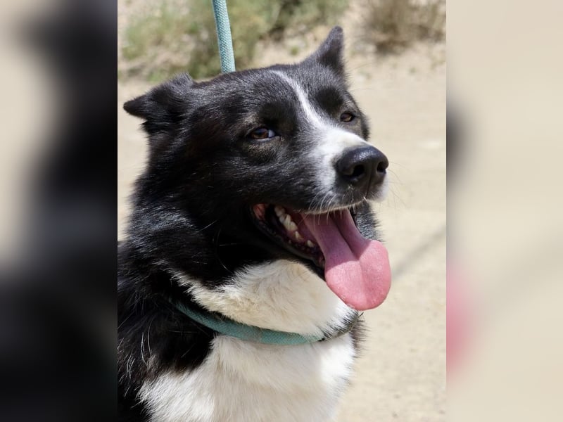 Samy - kinderfreundlich, neugierig und lernfreudig Samy - kinderfreundlich, neugierig und lernfreudig