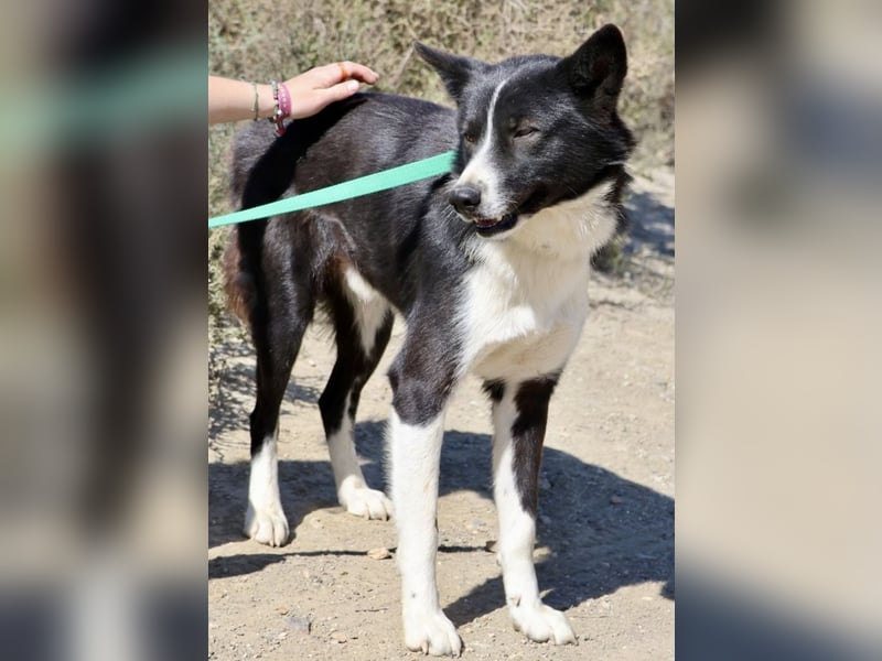 Samy - kinderfreundlich, neugierig und lernfreudig Samy - kinderfreundlich, neugierig und lernfreudig