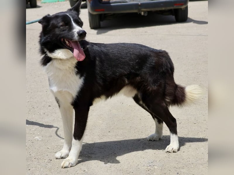 Samy - kinderfreundlich, neugierig und lernfreudig Samy - kinderfreundlich, neugierig und lernfreudig