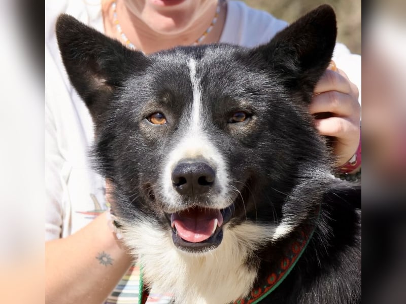 Samy - kinderfreundlich, neugierig und lernfreudig Samy - kinderfreundlich, neugierig und lernfreudig
