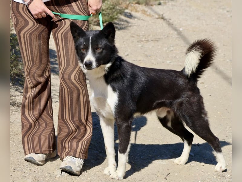 Samy - kinderfreundlich, neugierig und lernfreudig Samy - kinderfreundlich, neugierig und lernfreudig