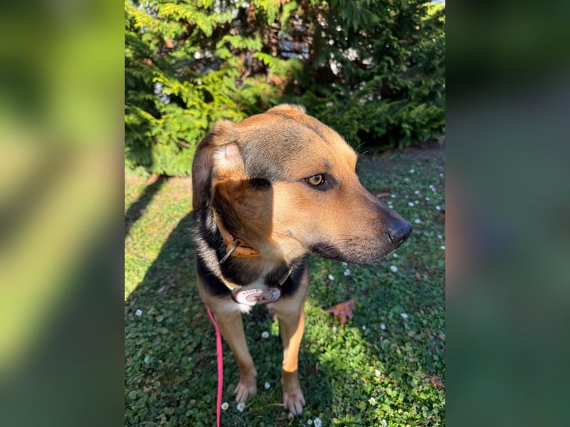 IKE - liebenswerter Junghund sucht seine Menschen