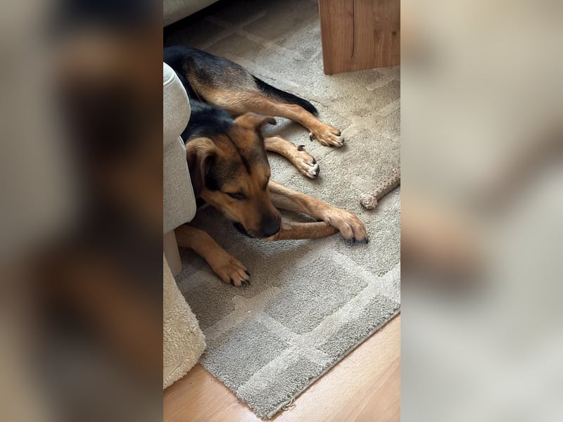 IKE - liebenswerter Junghund sucht seine Menschen