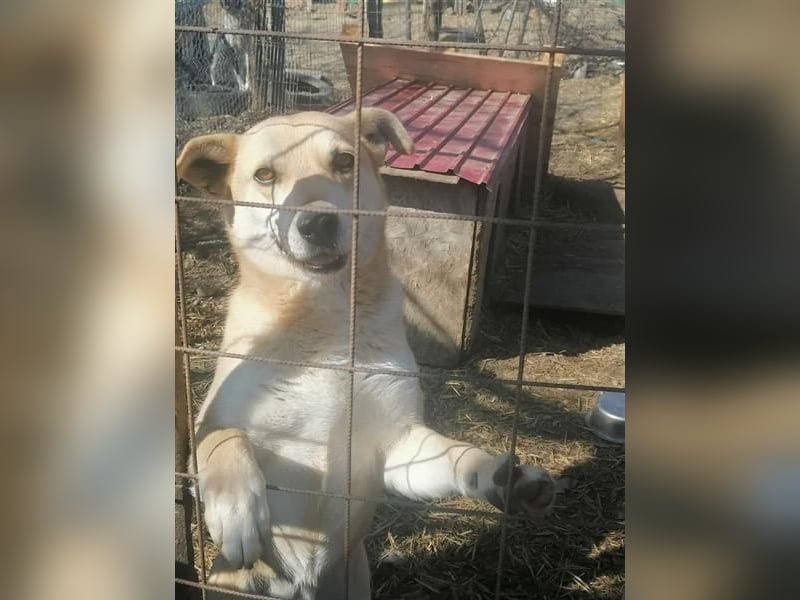 Lupita - Goldschatz sucht liebevolle Familie