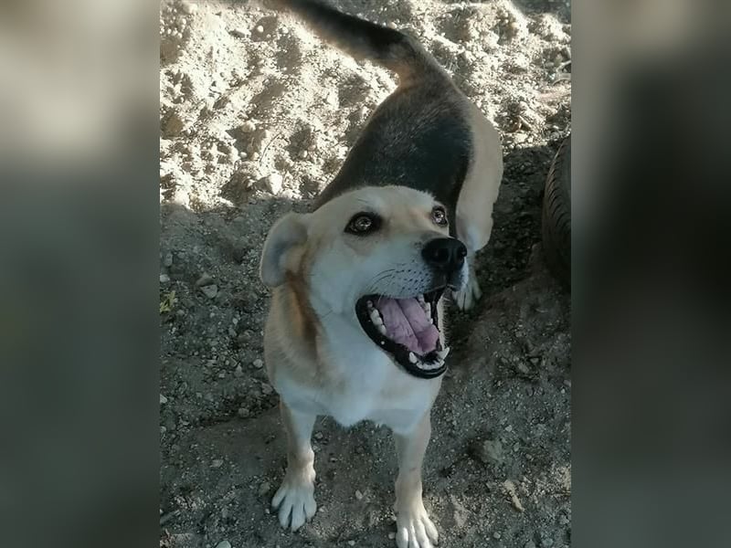 Lupita - Goldschatz sucht liebevolle Familie