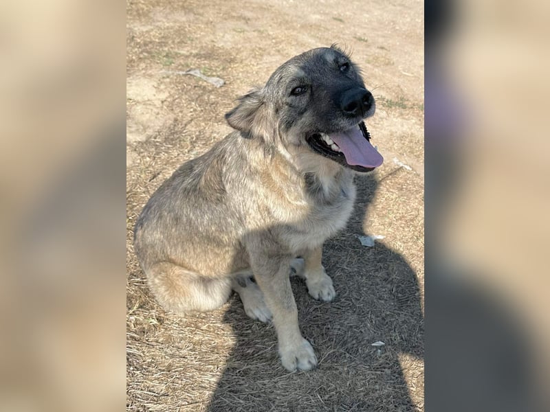 Alura – sanfte Kämpferin auf der Suche nach ihrem Glück