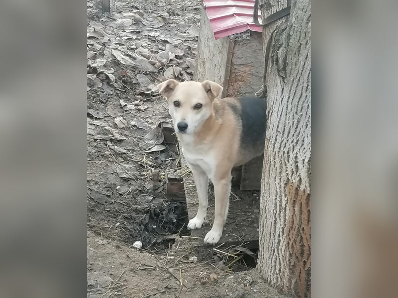 Lupita - Goldschatz sucht liebevolle Familie