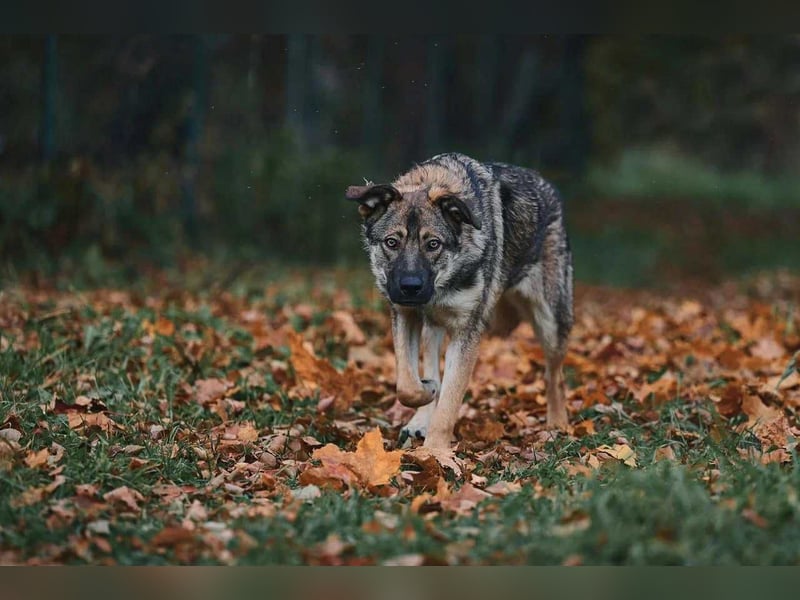 Sanfte Santa sucht warmes Körbchen
