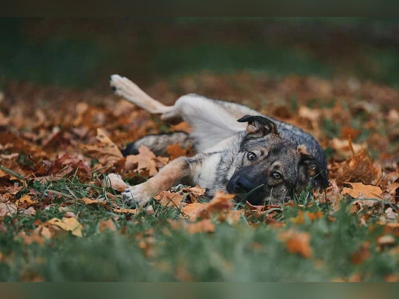 Sanfte Santa sucht liebevolles Zuhause Sanfte Santa sucht liebevolles Zuhause