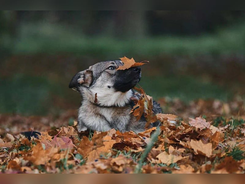 Sanfte Santa sucht liebevolles Zuhause Sanfte Santa sucht liebevolles Zuhause