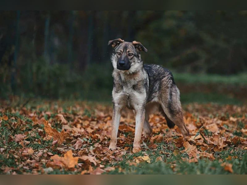 Sanfte Santa sucht liebevolles Zuhause Sanfte Santa sucht liebevolles Zuhause